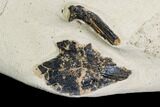 Fossil Enchodus (Fanged Fish) Jaws - Morocco #107351-4